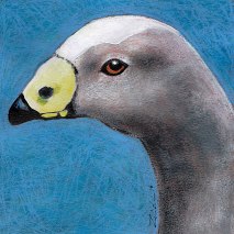 Bird-Head-sereis-Cape-Barren-Goose-by-Linden-Lancaster
