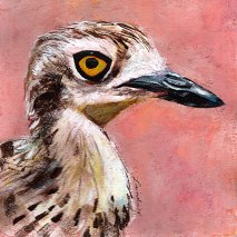 Bird-head-series-Bush-Stone-Curlew-by-Linden-Lancaster